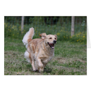 Golden retriever que corre 1