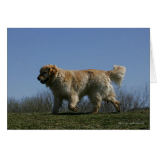 Golden retriever que corre 3