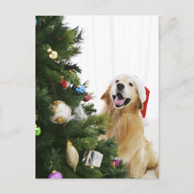 Golden retriever que mira el árbol de navidad (Anverso)