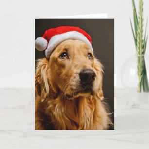 Golden retriever que presenta para su navidad