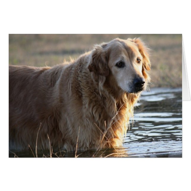 Golden Retriever (Rowdy) de pie en el agua (Anverso (Horizontal))