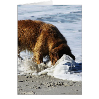 ¡Golden retriever TODOS PARADA! Perdí mi contacto