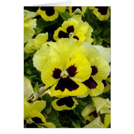 Golden_Yellow_Pansies, _Greeting_Card Tarjeta De Felicitación