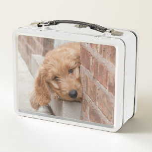 Goldendoodle cachorro picado