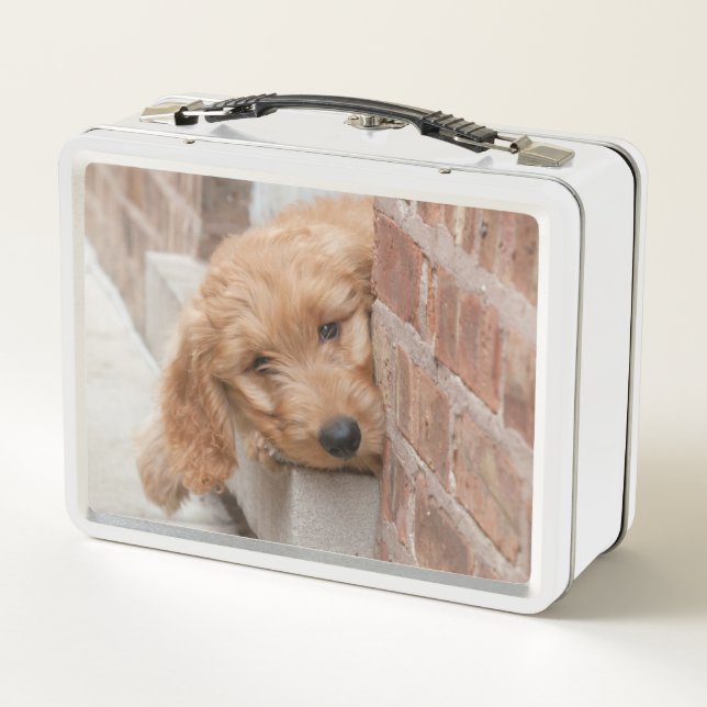 Goldendoodle cachorro picado (Reverso)
