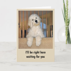 Goldendoodle cualquier tarjeta de ocasión