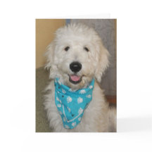 Goldendoodle en tarjeta azul del pañuelo