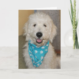 Goldendoodle en tarjeta azul del pañuelo