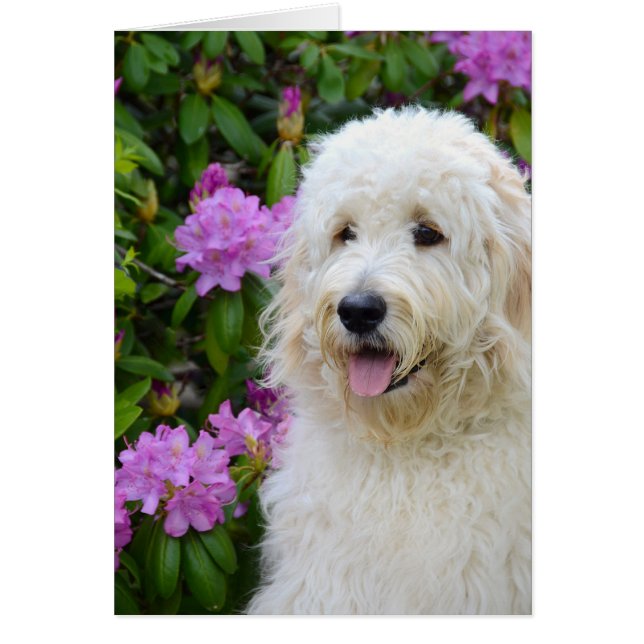 Goldendoodle Pup (Frente)