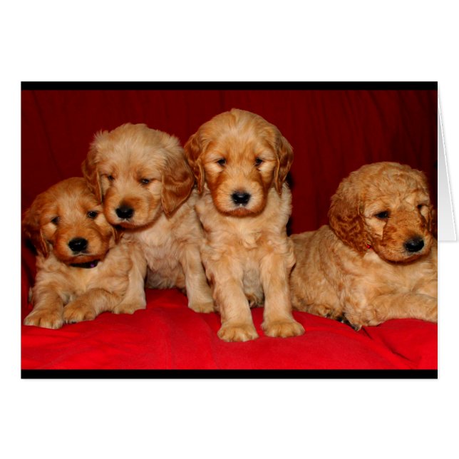 Goldendoodle Puppy Cualquier Tarjeta De Ocasión (Anverso (Horizontal))