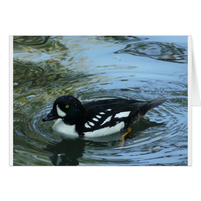 Goldeneye de las carretillas (Anverso (Horizontal))