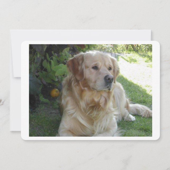 Goldenretriever puesta 2.png (Anverso)