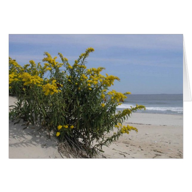 Goldenrod por el mar (Anverso (Horizontal))
