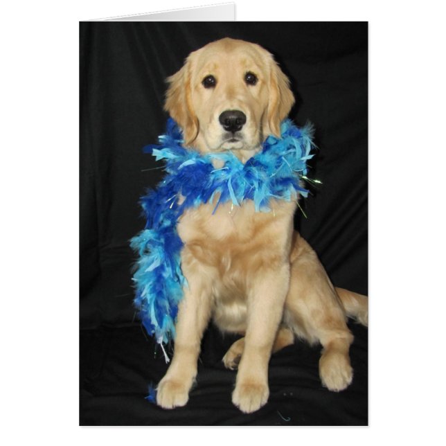 Goldens empluma a montones (Frente)