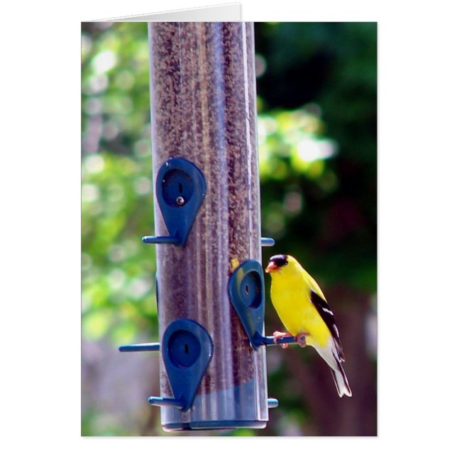 Goldfinch (Frente)