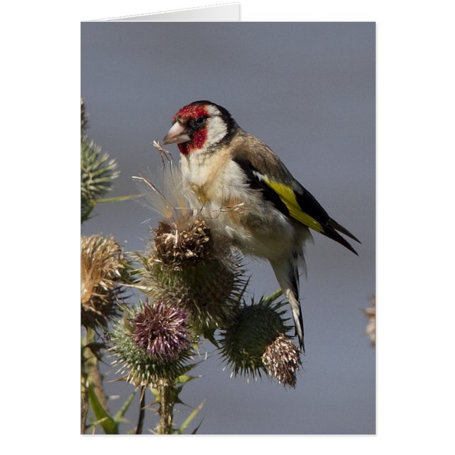 Goldfinch (Frente)