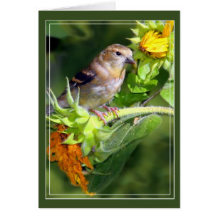 Goldfinch