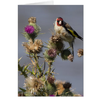 Goldfinch