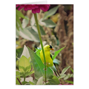 Goldfinch