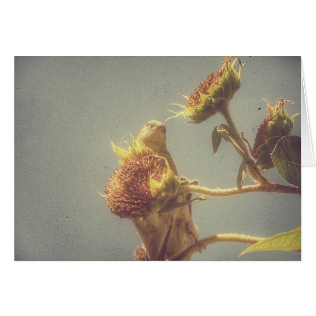 Goldfinch (Anverso (Horizontal))