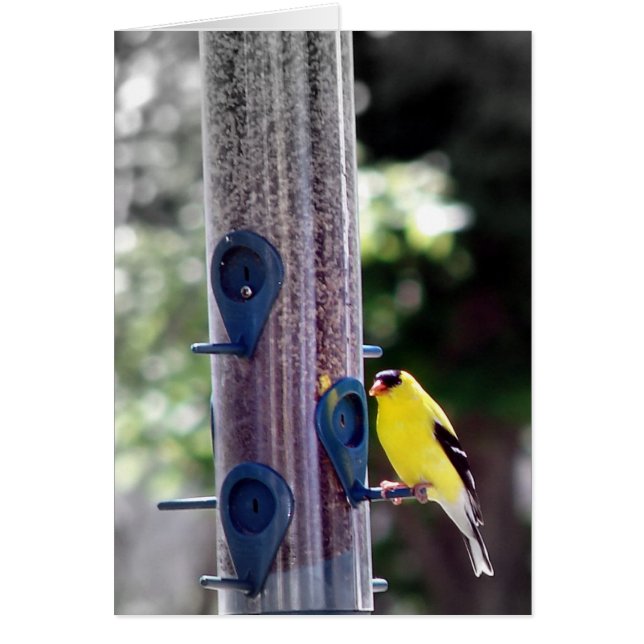 Goldfinch (Frente)