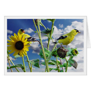 GoldFinch
