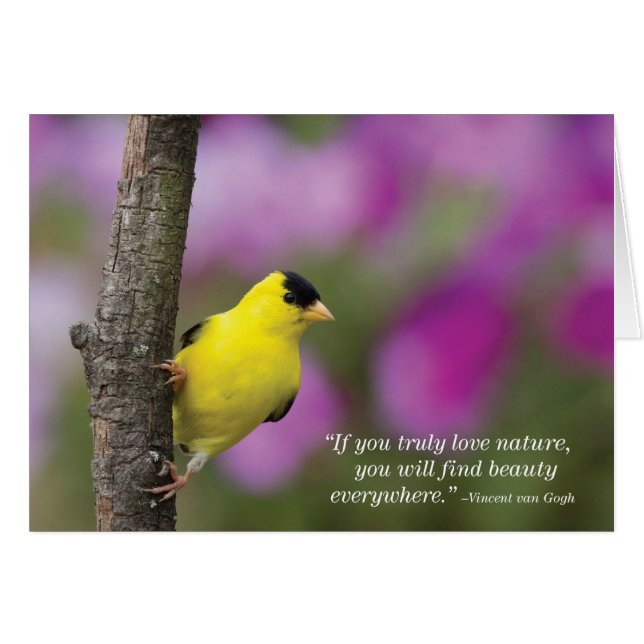 Goldfinch (Anverso (Horizontal))