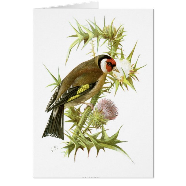 Goldfinch (Frente)