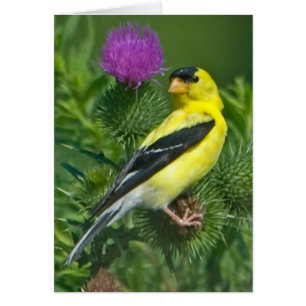 Goldfinch americano