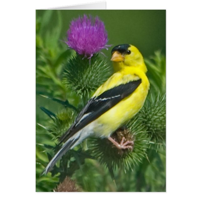 Goldfinch americano (Frente)