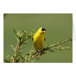 Goldfinch americano