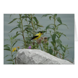 Goldfinch, cardo y roca en a orillas del lago