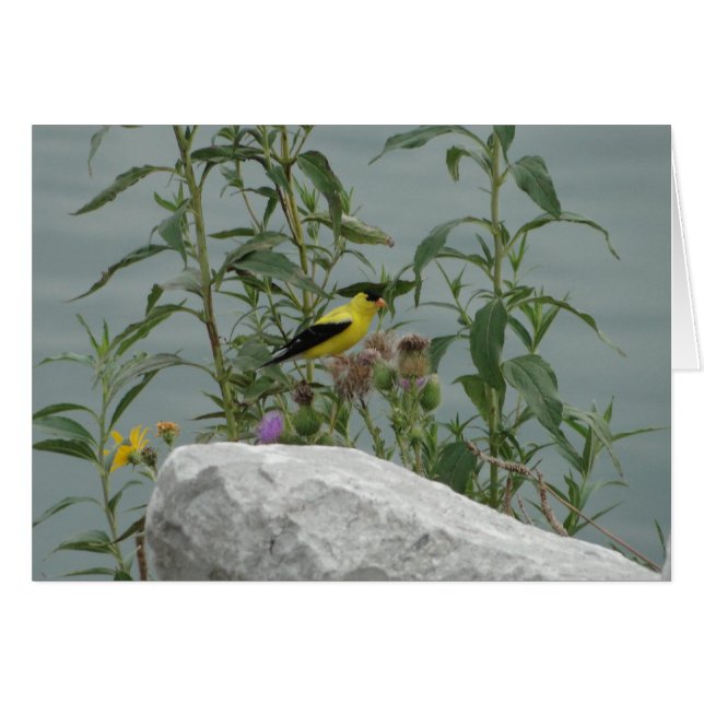 Goldfinch, cardo y roca en a orillas del lago (Anverso (Horizontal))