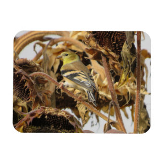 Goldfinch con imán giratorio