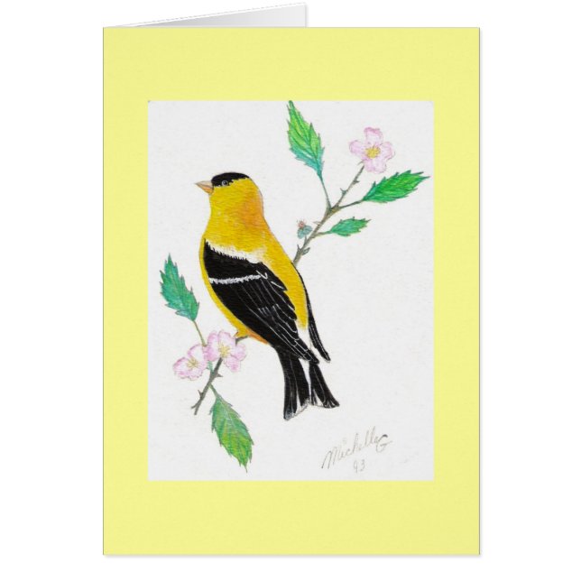 goldfinch del americam (Frente)