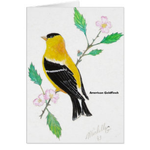 goldfinch del americam, Goldfinch americano