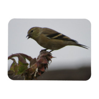 Goldfinch descansando en el imán del girasol