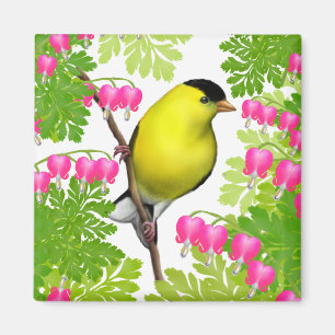 Goldfinch en el imán de las flores sangrantes del 