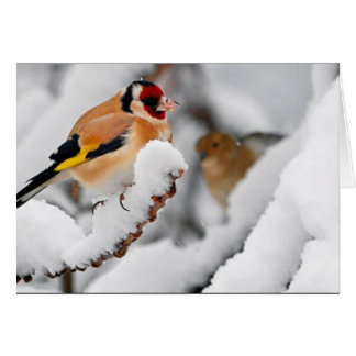 Goldfinch en la nieve