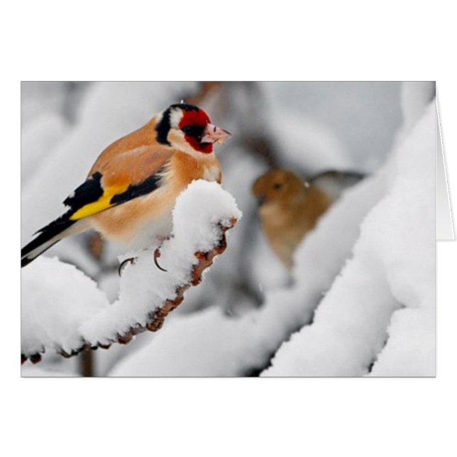 Goldfinch en la nieve (Anverso (Horizontal))