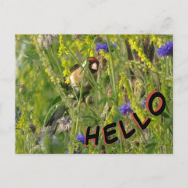 Goldfinch en la postal HELLO del campo de las flor