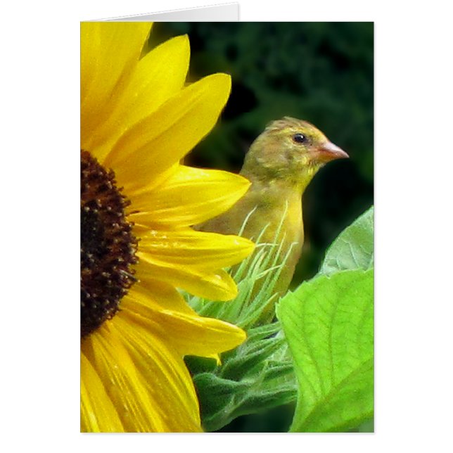 Goldfinch en Sunflower (Frente)