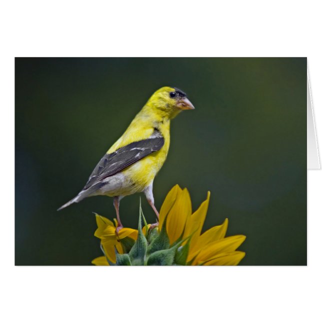 Goldfinch en Sunflower (Anverso (Horizontal))