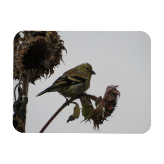 Goldfinch escarpado en el imán del girasol