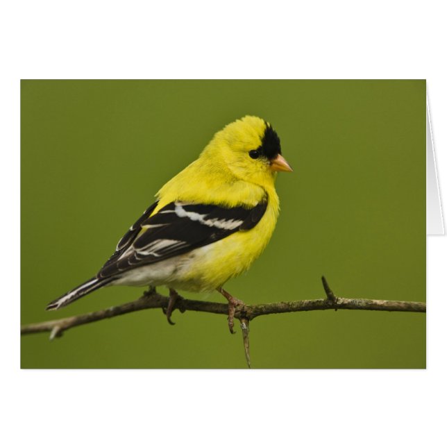 Goldfinch estadounidense macho en plumaje reproduc (Anverso (Horizontal))