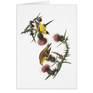 Goldfinch estadounidense por Audubon