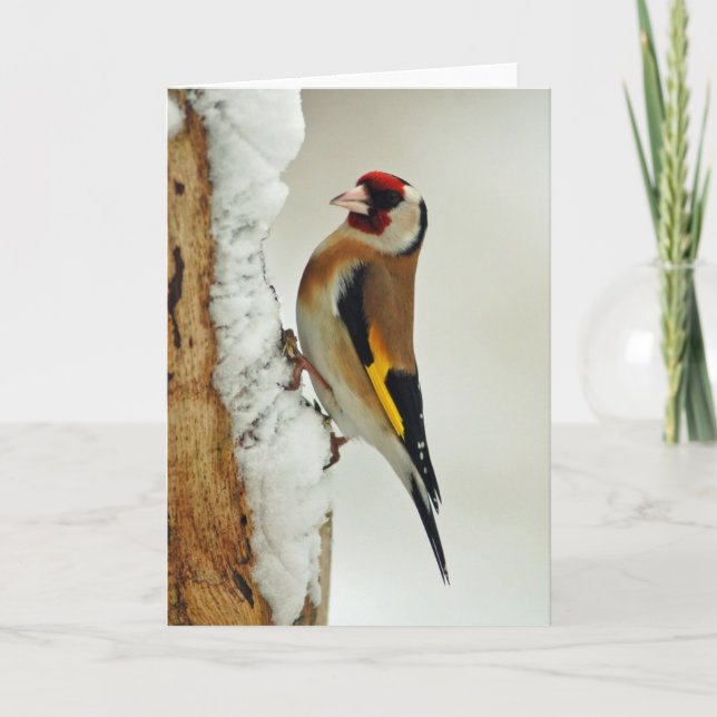 Goldfinch europeo en tarjeta de saludo de nieve (Anverso)