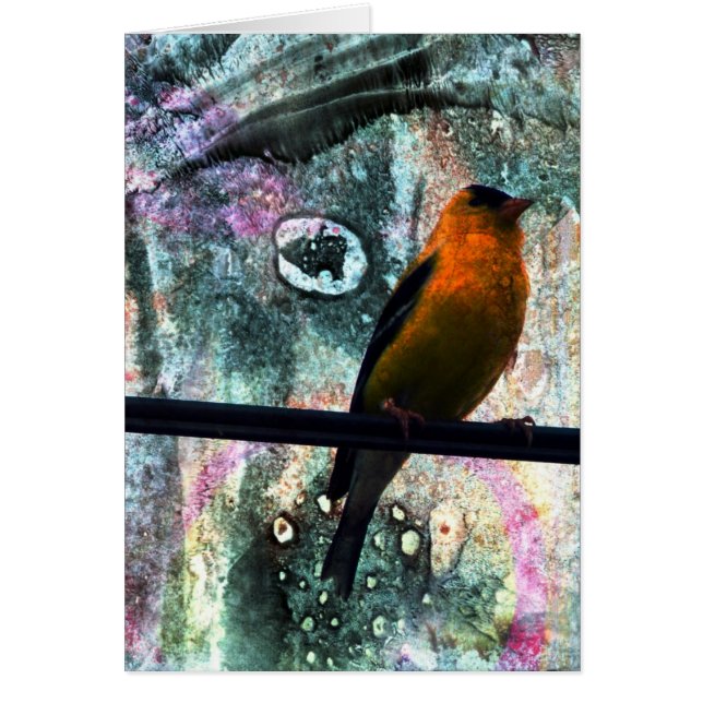 Goldfinch Grunge (Frente)