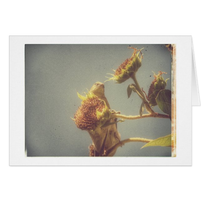 Goldfinch Grunge (Anverso (Horizontal))