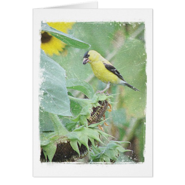 Goldfinch Grunge Todas Las Ocasiones (Frente)